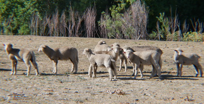 Lambs and ewes on fermented forage